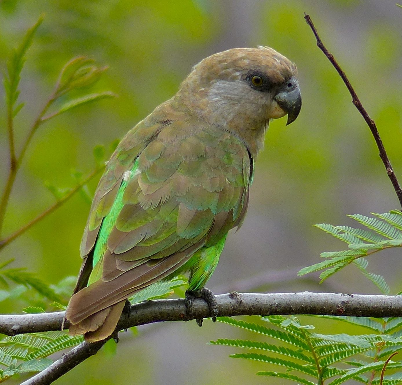 Papagáj hnedohlavý - Poicephalus cryptoxanthus